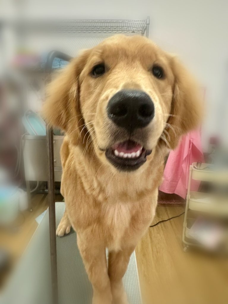 アムちゃん