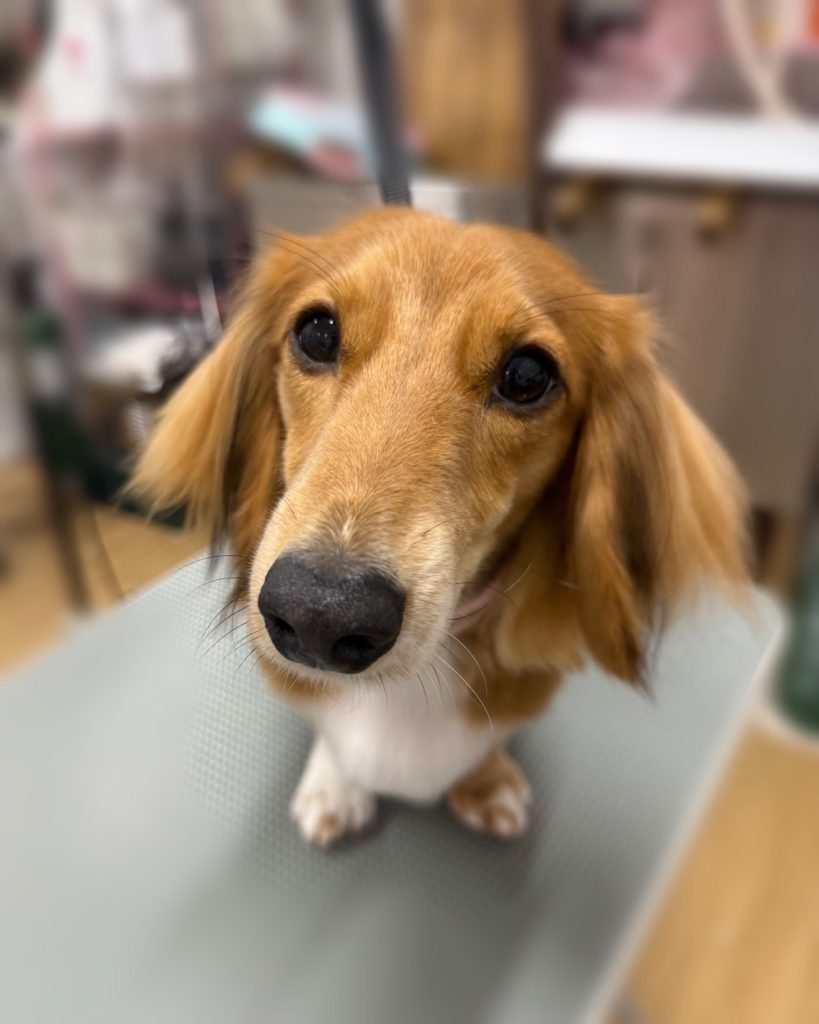 あんちゃん
