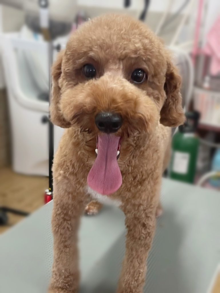 こめくん