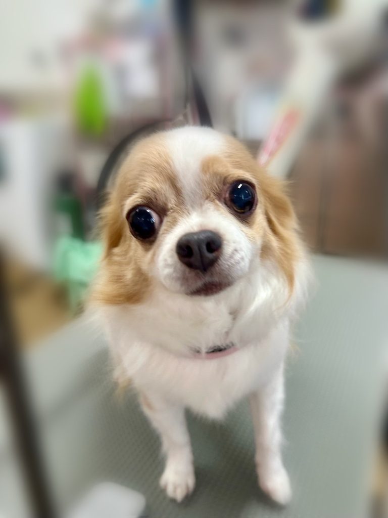 ここあちゃん