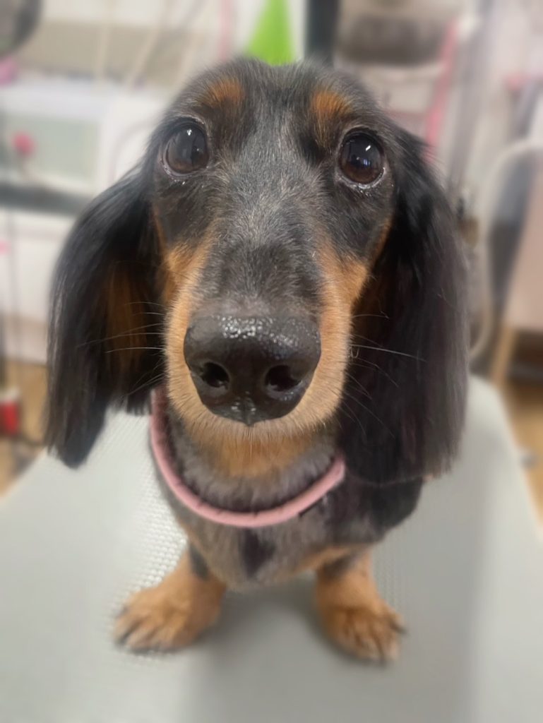 りとくん