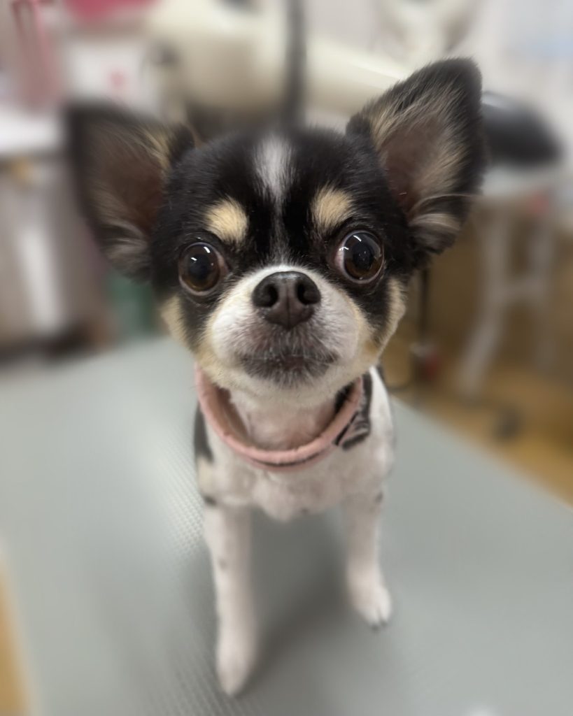 あられちゃん