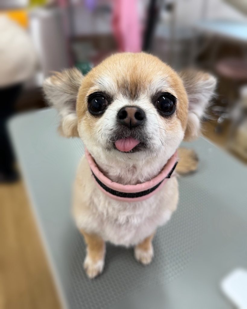 あずきちゃん