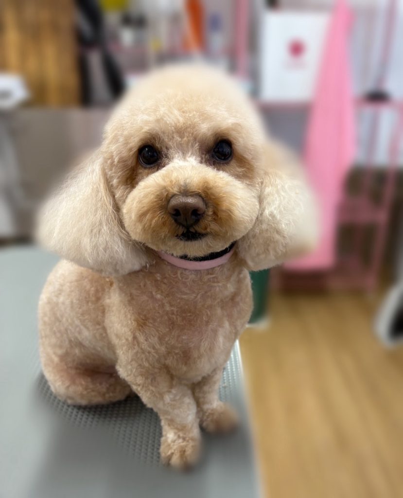 いろはちゃん