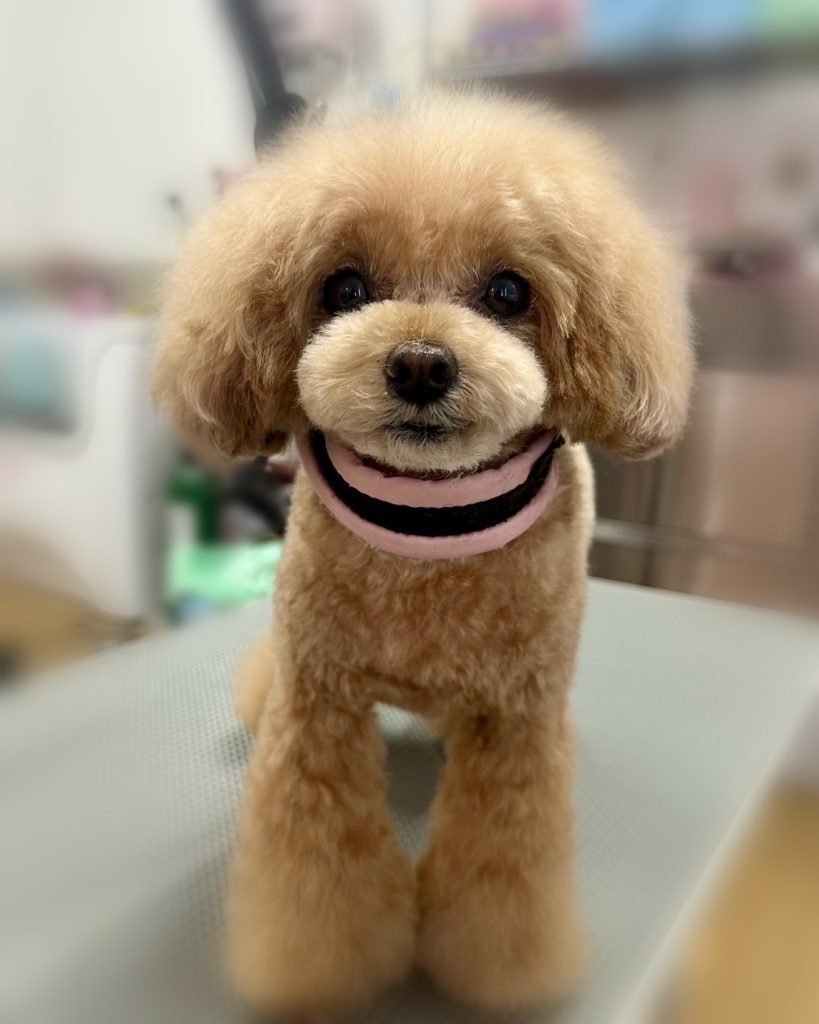 おもちくん