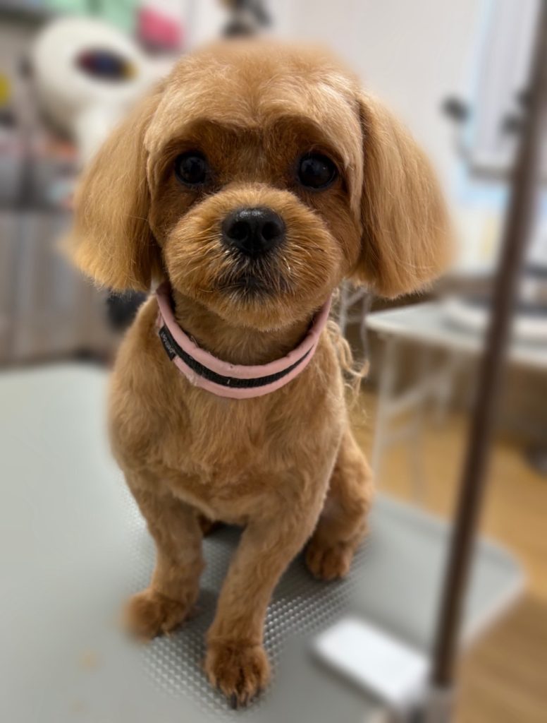 おひめちゃん