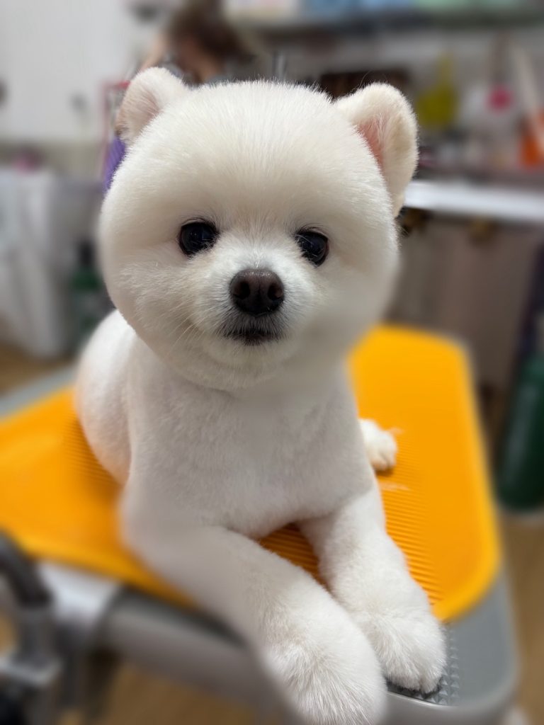 おもちくん