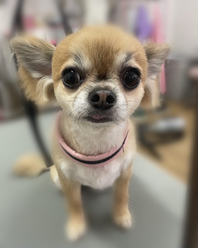 きなこちゃん