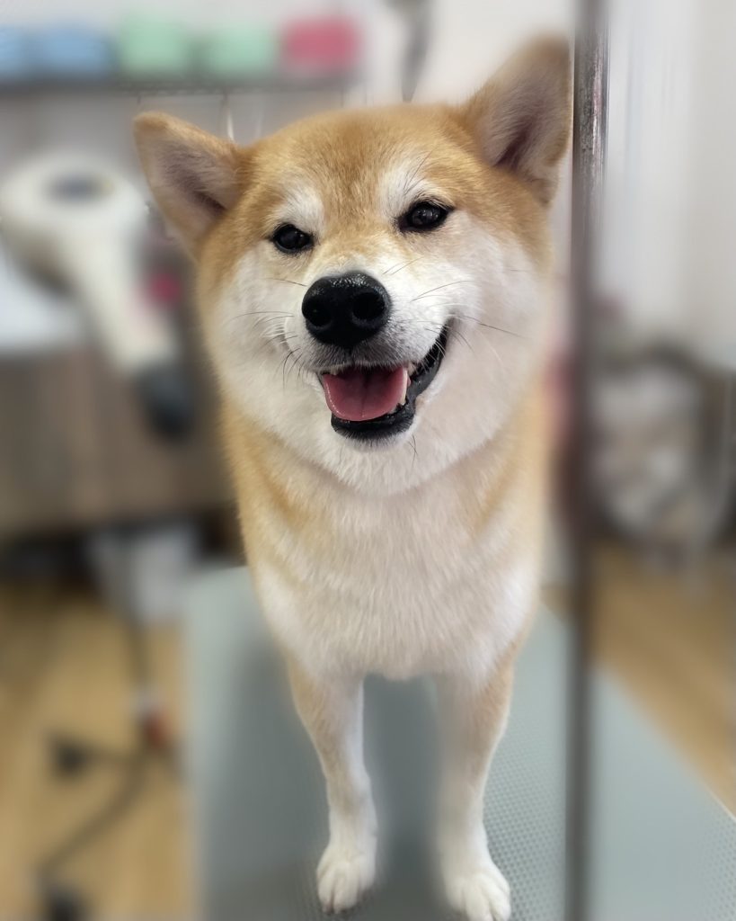 けやきくん