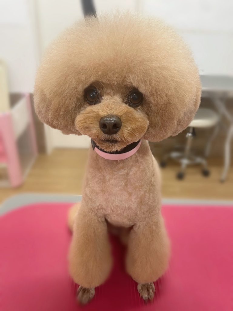 こん太くん