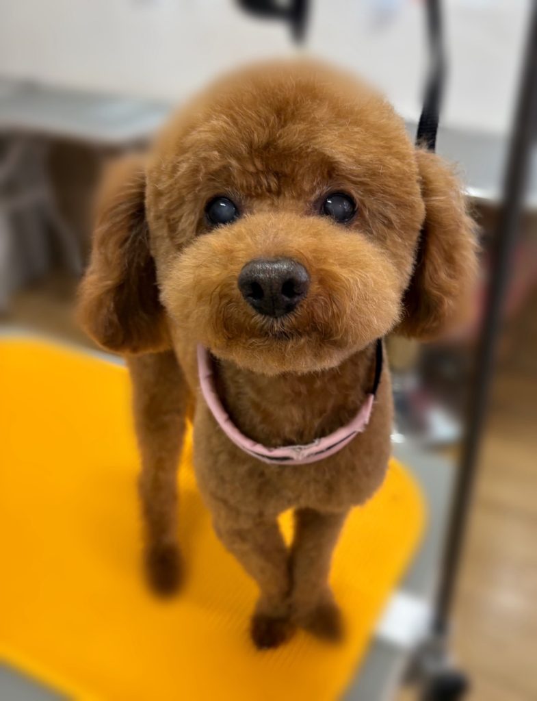 ココくん
