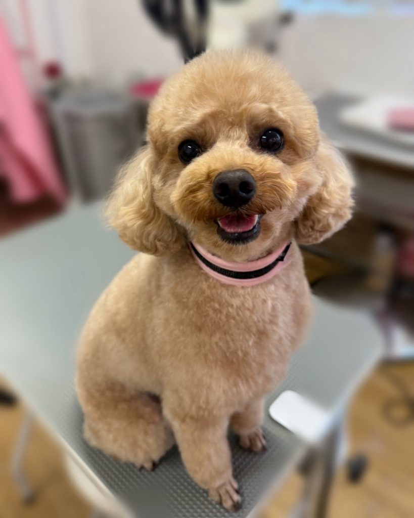 コロくん