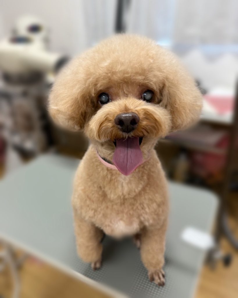 ココタくん