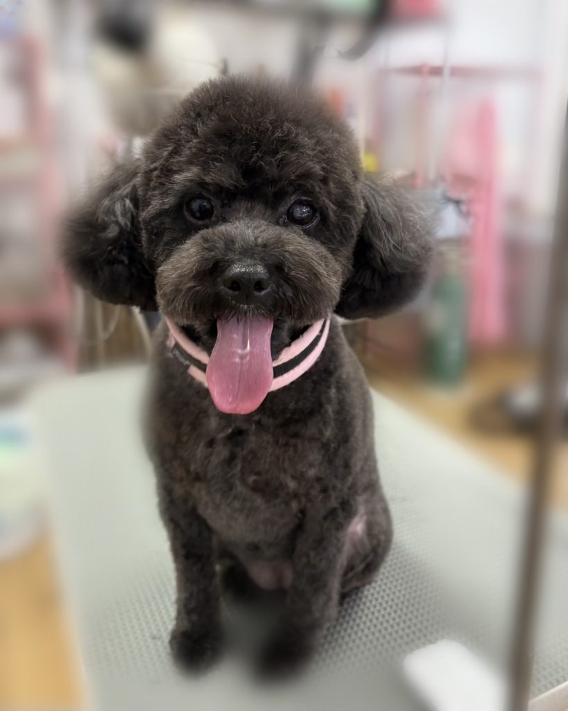 ココアちゃん