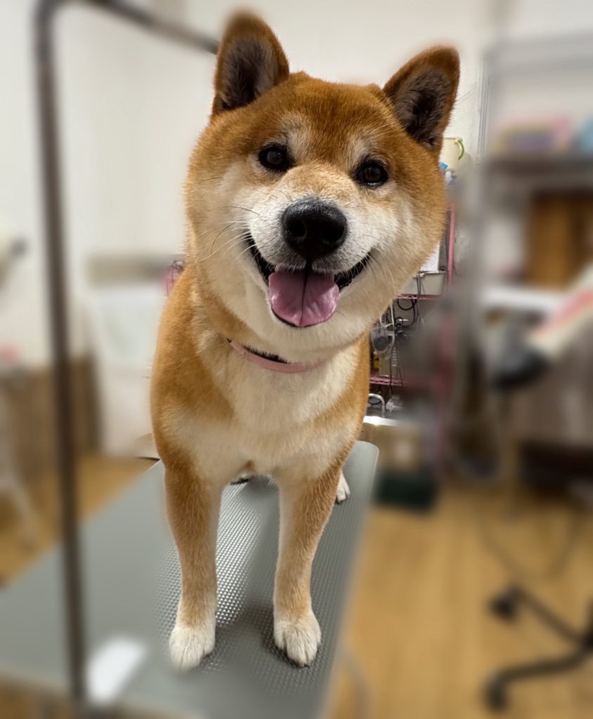 こたろうくん
