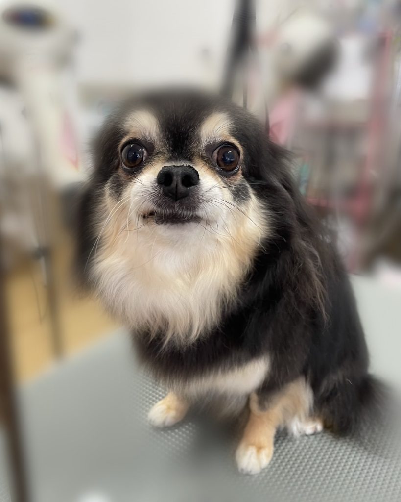さくらちゃん