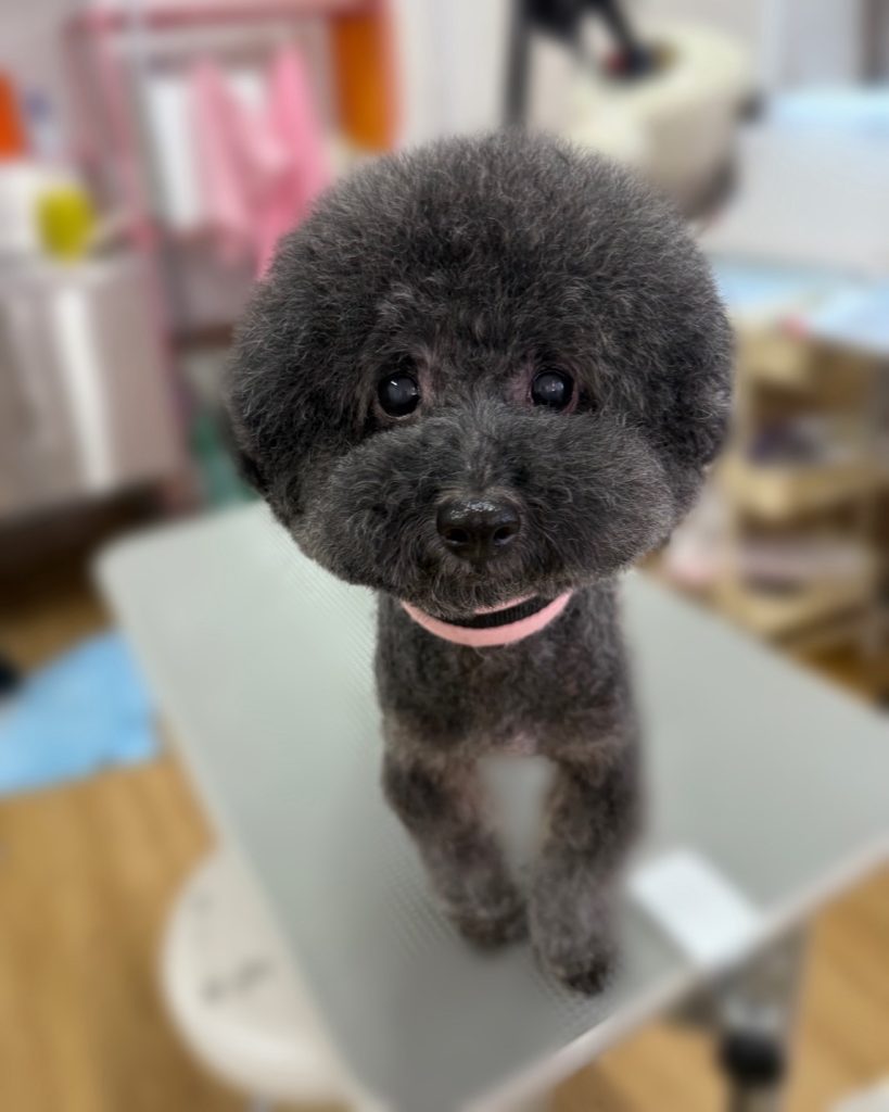 ちょこあちゃん