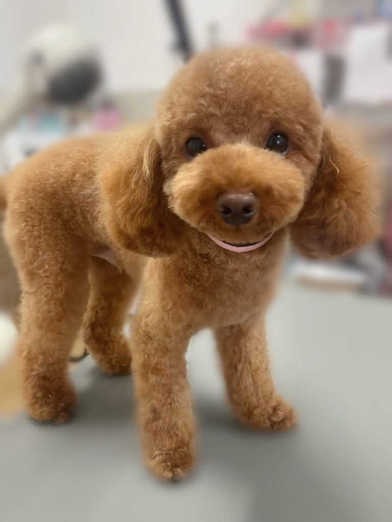 ちゃちゃまるくん
