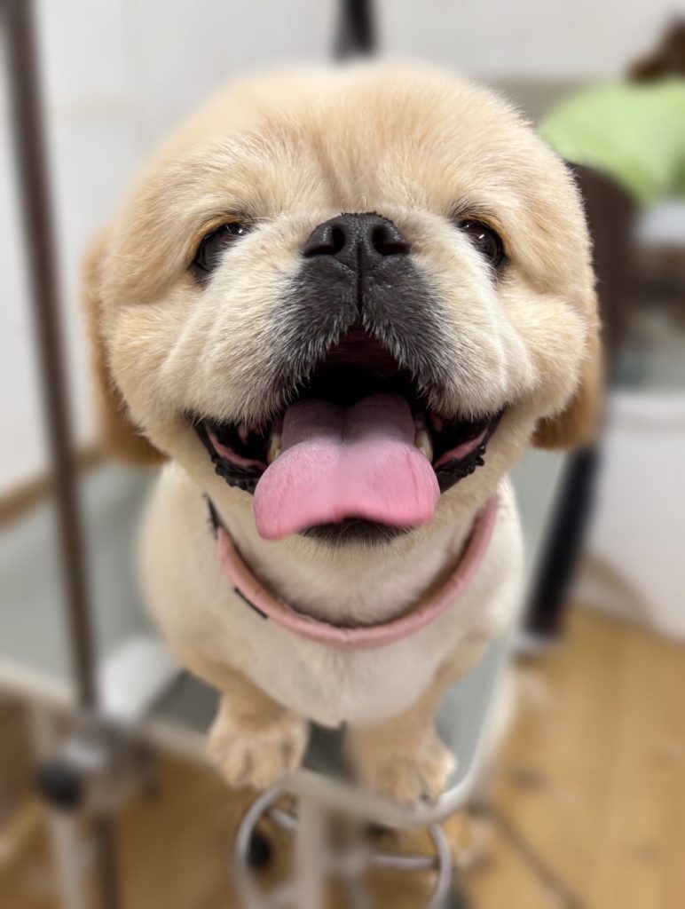 てんくん