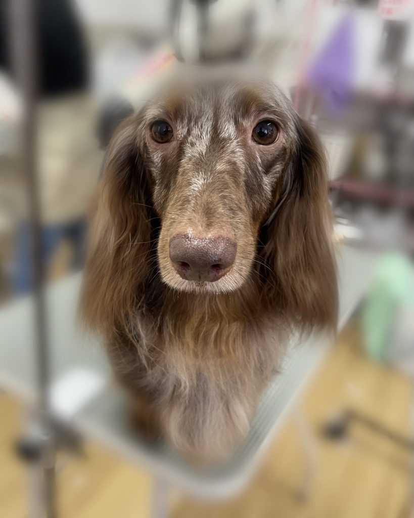 トロくん