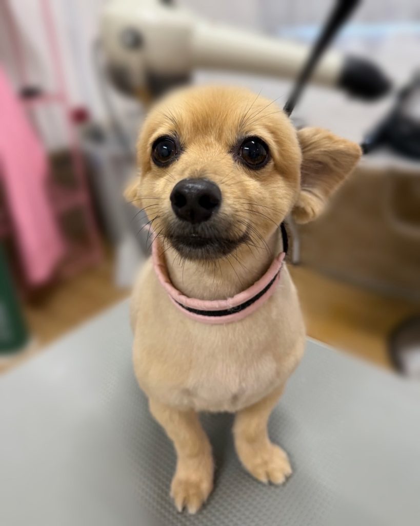 ノアくん