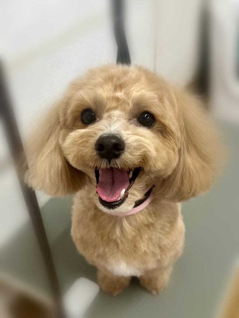 ノアくん