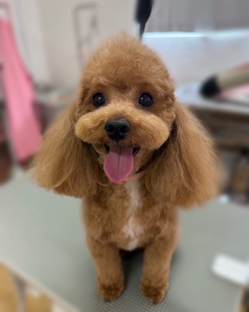 はちくん