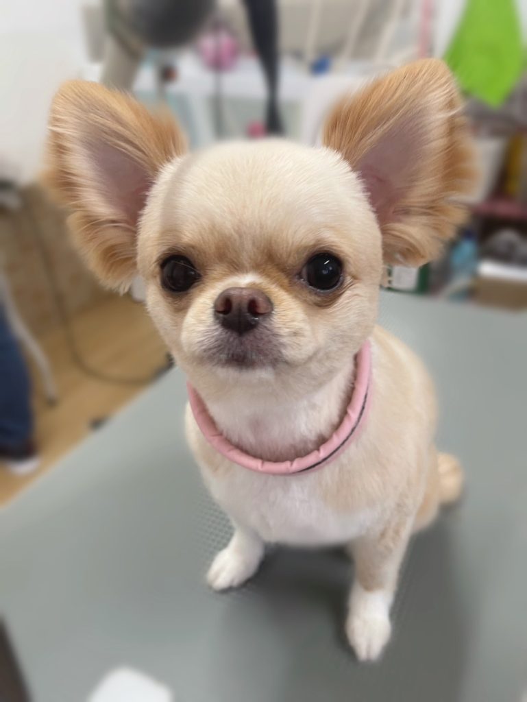 ひめちゃん