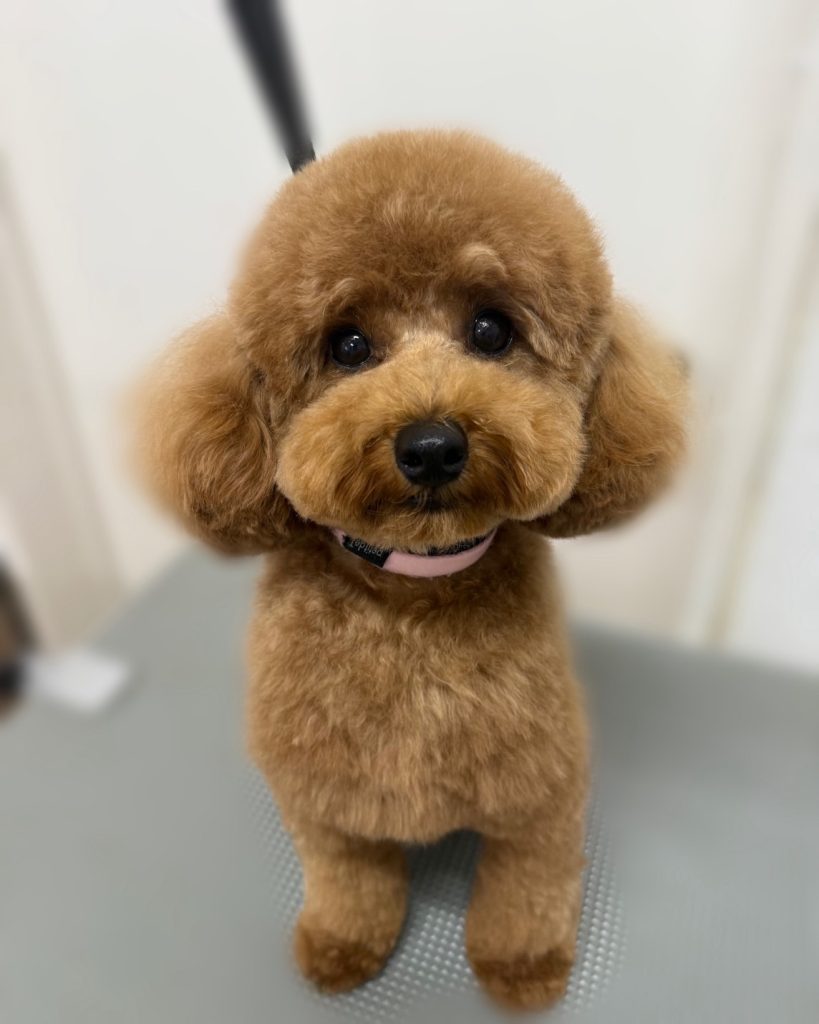 ビビちゃん