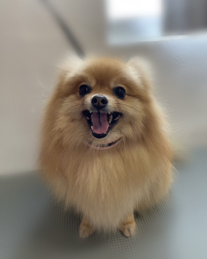 ぴのちゃん