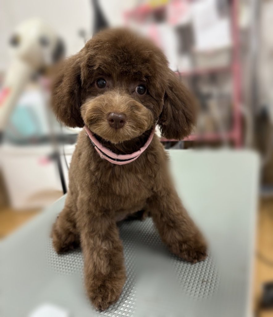 ぶんちゃん