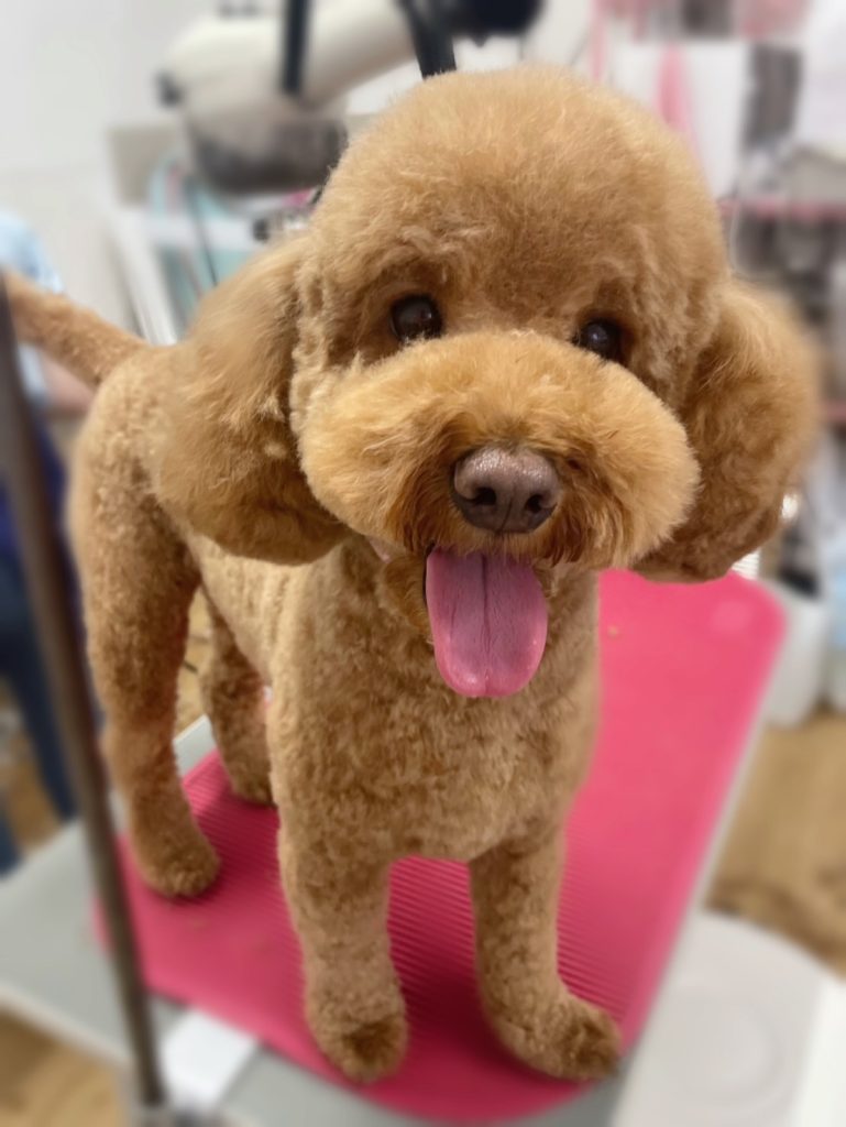 ベルくん