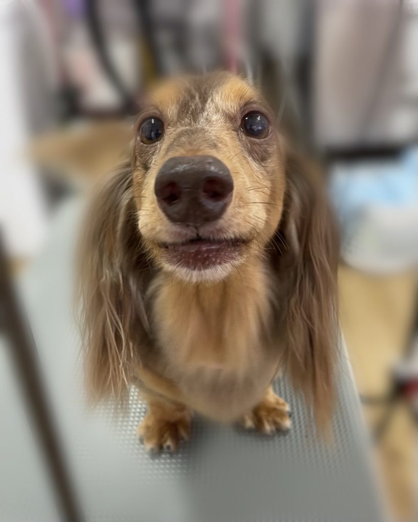 ペコくん