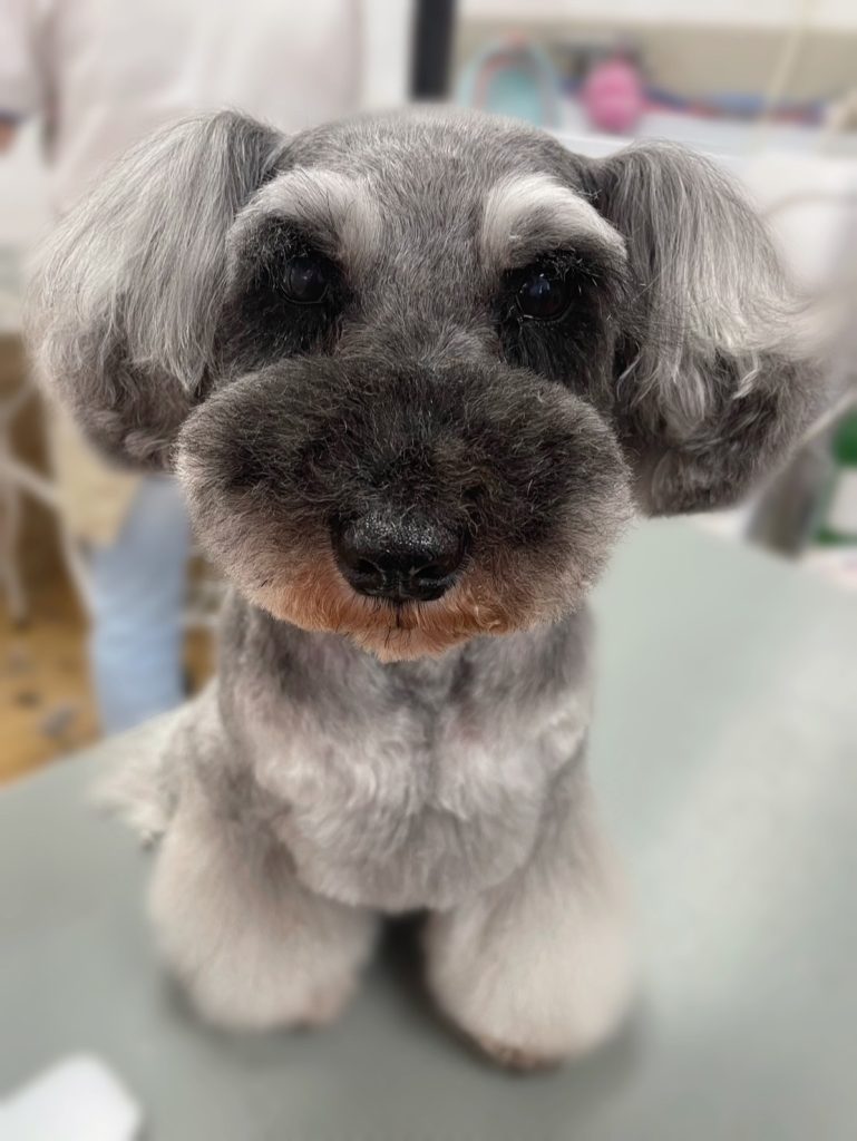 ぼたんちゃん