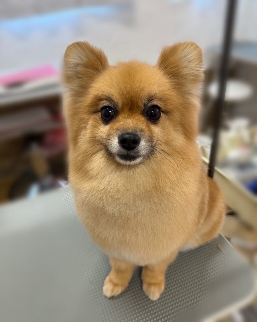 ぽんちゃん