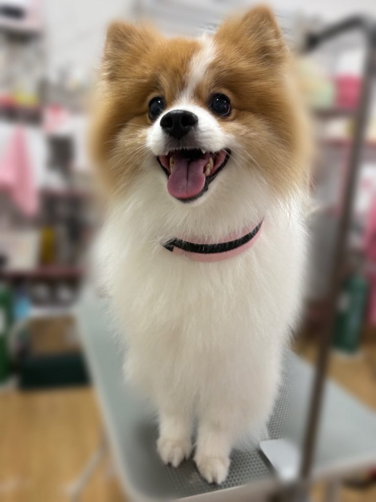 ポムくん