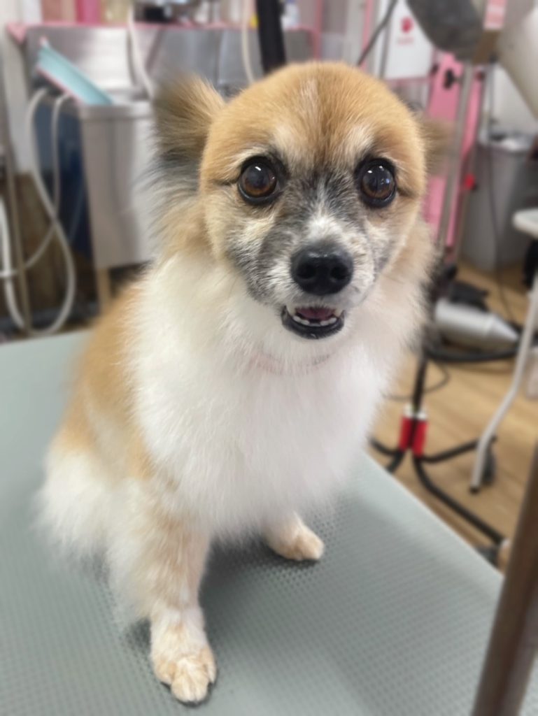 ぽんちゃん