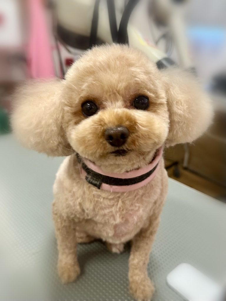 マミちゃん