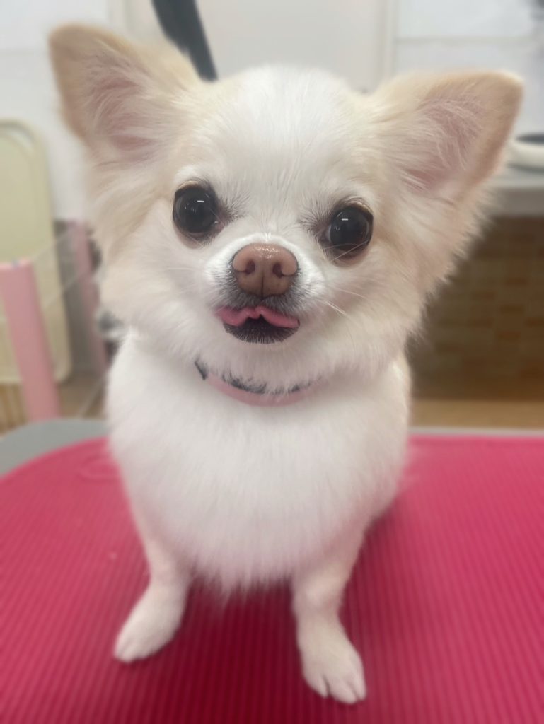 マロンちゃん