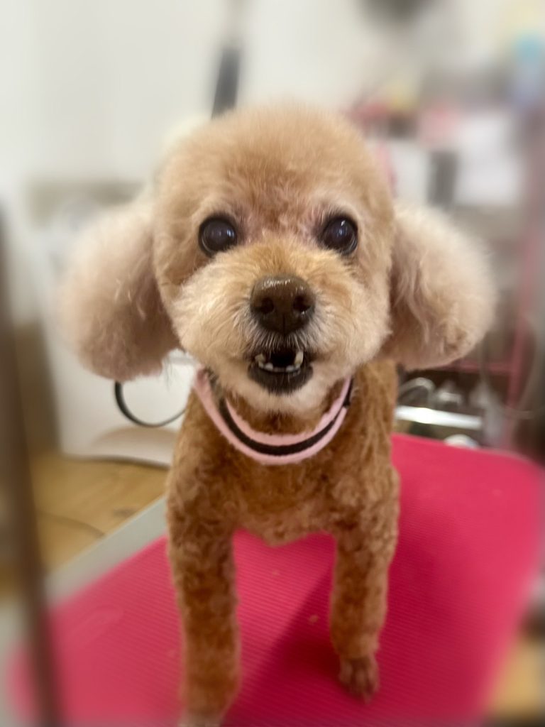 みるくちゃん