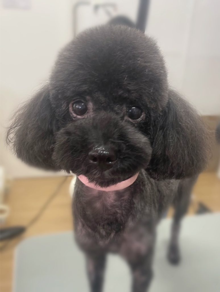 むぎちゃん