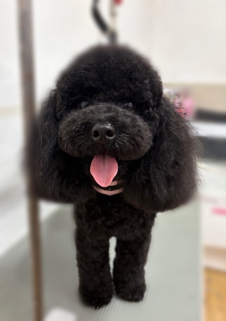 メルくん