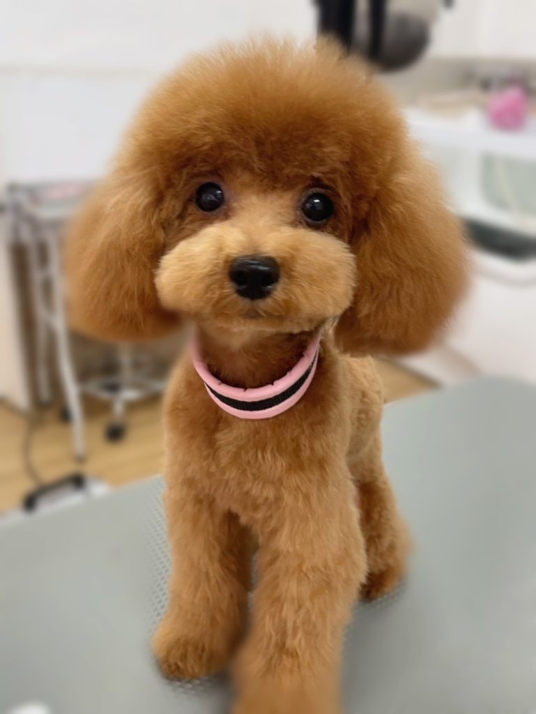 モカちゃん