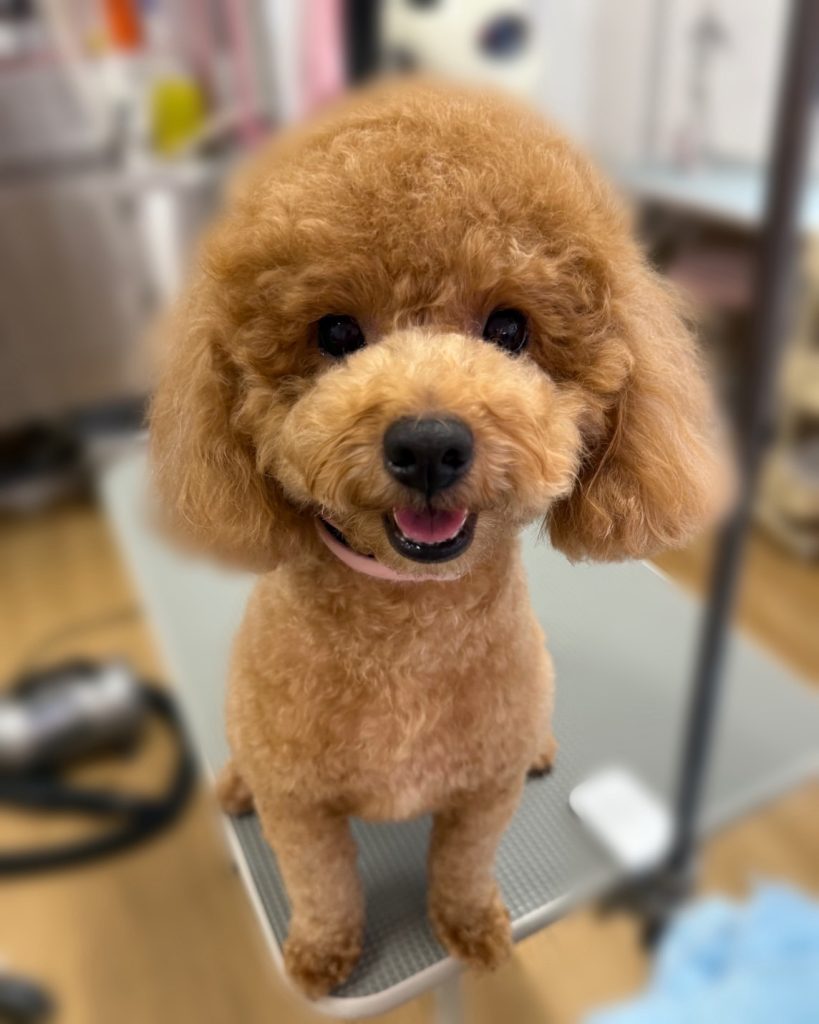 モコちゃん