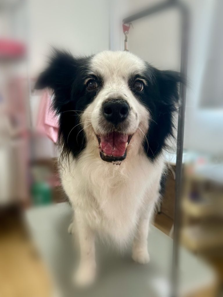 リンちゃん
