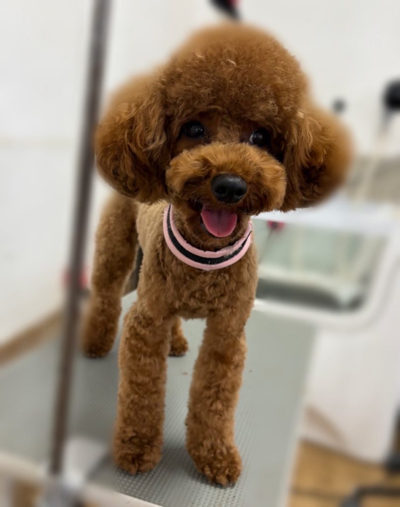 塁くん