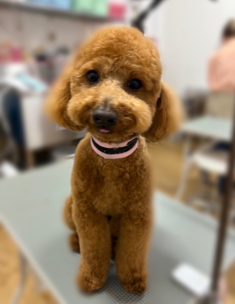 ルイくん