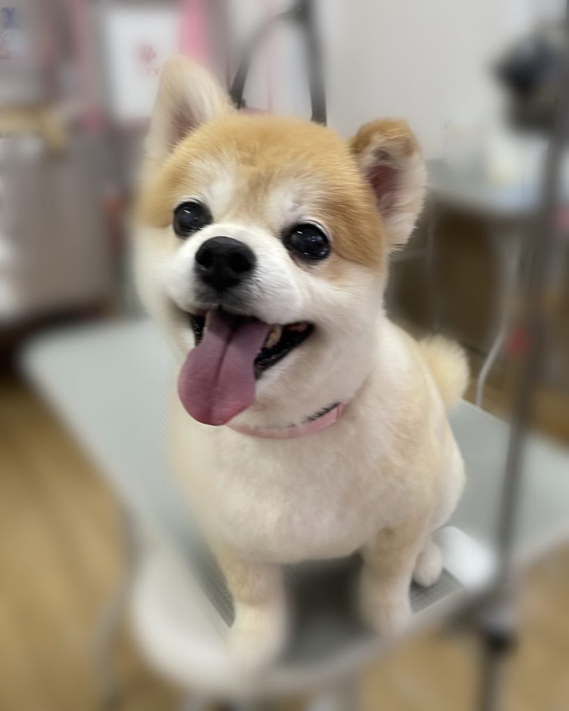 あずきちゃん