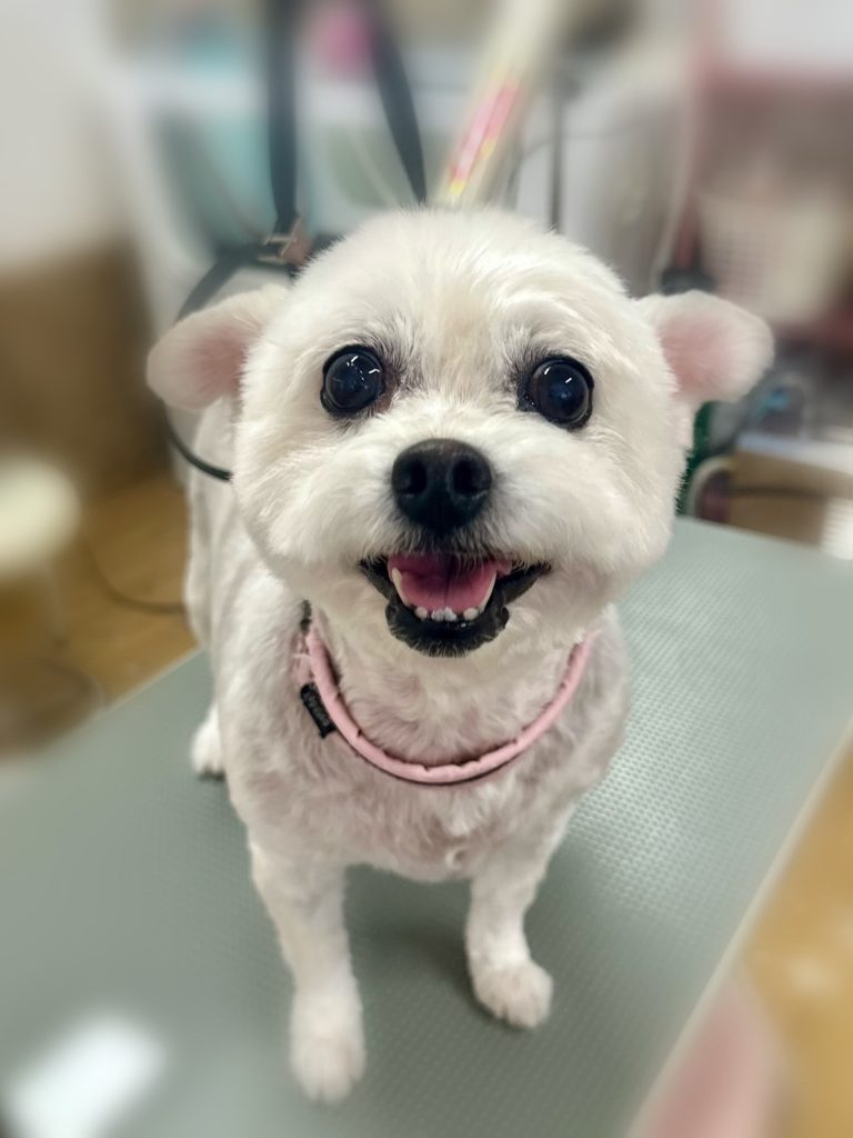 きなこちゃん