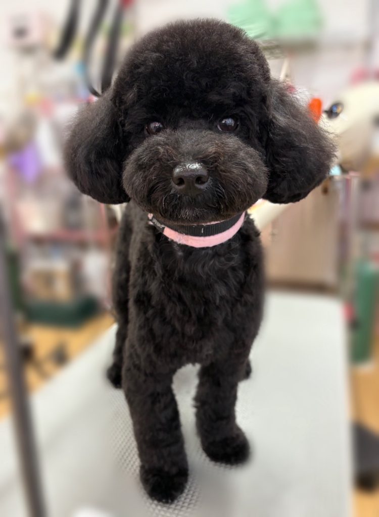 ここちゃん
